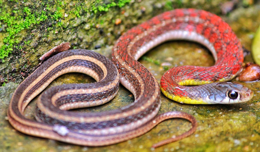 Photo Relevant image: Snake scales